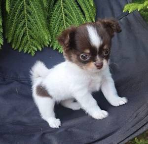 CHIHUAHUA PUPPIES VIP173 🌷Head Apple Cute Dog