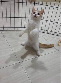 Kucing Persian Mix BSH