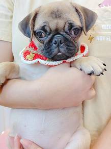 Pug