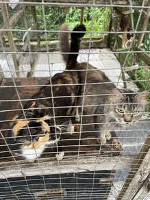 adopt bulu 3 (2 ekor) and parsi (seekor)