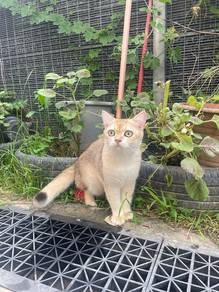 Bsh Golden