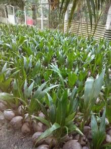 Benih kelapa tacunan/sgg cn16