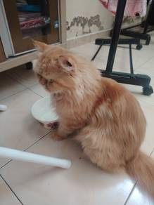 Semiflat longhair