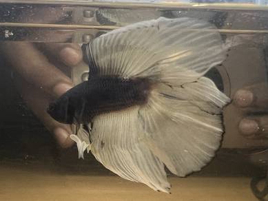 DT Betta Ikan Laga Warna Unik