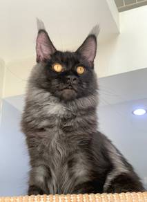 Smoke Black Maine Coon