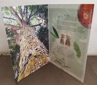 Empty Folder Malaysia Largest Cengal Tree 2023