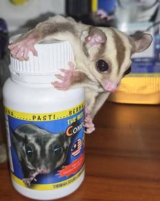 sugar glider carmino