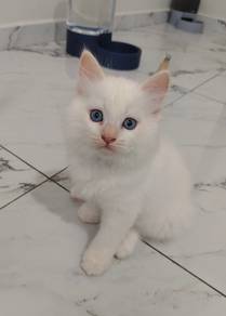 Male kitten