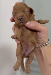 Toy Poodle