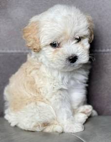 N8960 Affectionate Maltese Bichon Mix Puppy Small