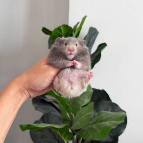 Hamster syrian bigbone
