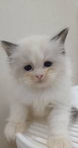ragdoll 
