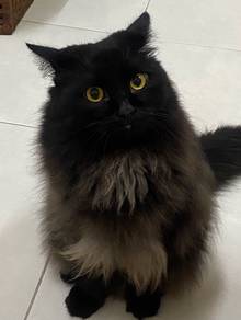non standard munchkin