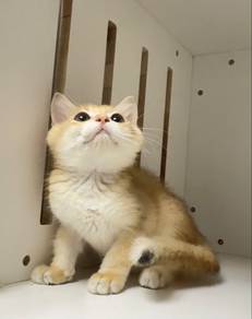 British Shorthair Golden Male