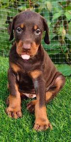 Doberman Puppy Male 23