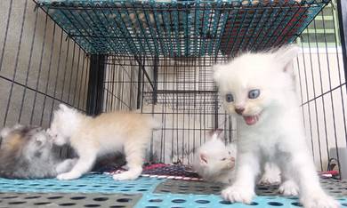 Domestic Long Hair (DLH) 