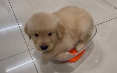 Golden retriever 