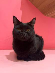 scottish straight looking for her forever home💕