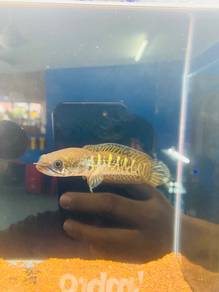 Ikan Channa Auranti/Cobra WC