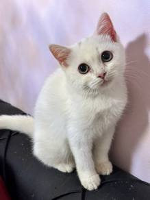 BSH Mixed Kitten
