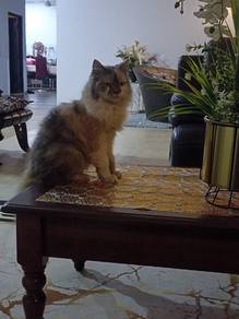 Female Mix Persian