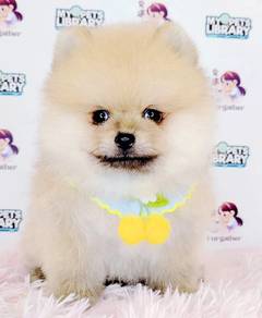 Pomeranian