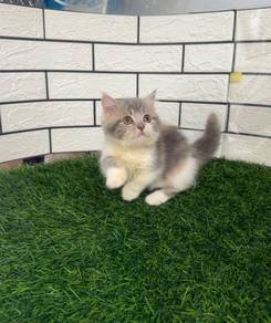 Munckin calico kitten