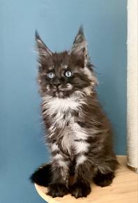 Maine Coon