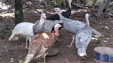 Ayam belanda 
