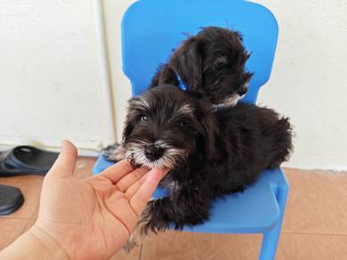 New! Miniature schnauzer male puppies 1108A