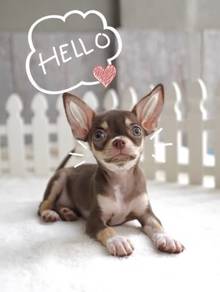 CHIHUAHUA PUPPIES CH256🌷 Head Apple Female