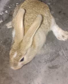 Rabbit/arnab/3 month/3 bulan 