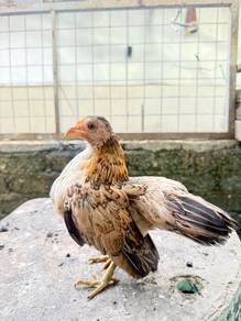 Ayam serama