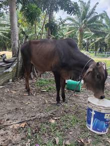 Lembu jantan haji