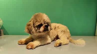 Shih Tzu