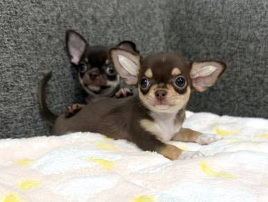 CHIHUAHUA PUPPIES 311 🌷Head Apple Cute Dog