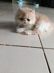 Kitten Persian flat face