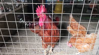 Ayam RiR