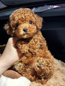 Cavapoo puppy 