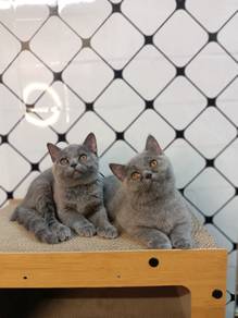 British Shorthair kitten 