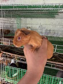 Guinea pig / Tikus Belanda