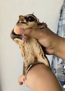 Sugar Glider 