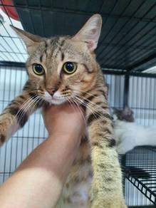 bengal jantan