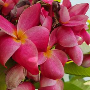 3 Ft Frangipani Plant Pokok Plumeria Pink flower