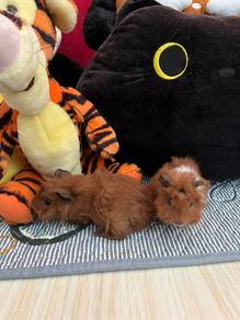 Baby Guinea Pig