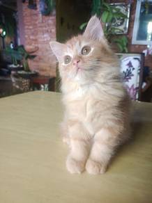 OYEN jantan yg comel 