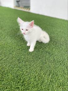 Pure Crystal White Male Mainecoon Kitten