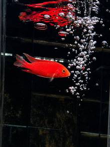 Dragon Blood Cichlid