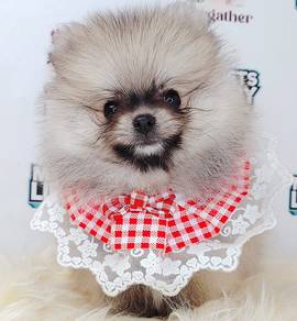 Pomeranian