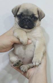 PUG PUPPIES 617 🌻 Chubby Pug Female